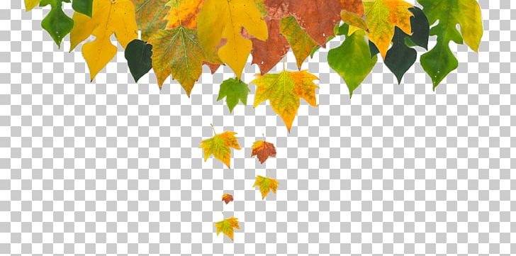 Maple Leaf Postgraduate Admission Test PNG, Clipart, Autumn Decoration, Background Decoration, Botany, Branch, Chinese Style Free PNG Download