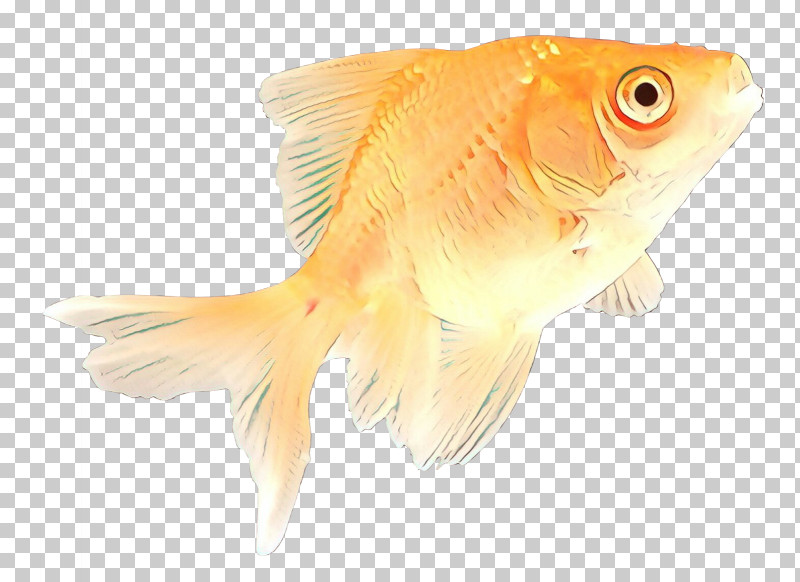 Fish Fish Goldfish Fin Feeder Fish PNG, Clipart, Bonyfish, Feeder Fish, Fin, Fish, Goldfish Free PNG Download