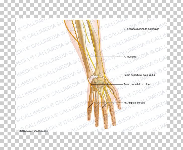 Finger Radial Nerve Forearm Human Anatomy PNG, Clipart, Anatomy, Angle, Arm, Commodity, Coronal Plane Free PNG Download