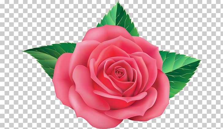 Garden Roses Floribunda Cabbage Rose Blue Rose PNG, Clipart, Blue, Blue Rose, Camellia, China Rose, Closeup Free PNG Download