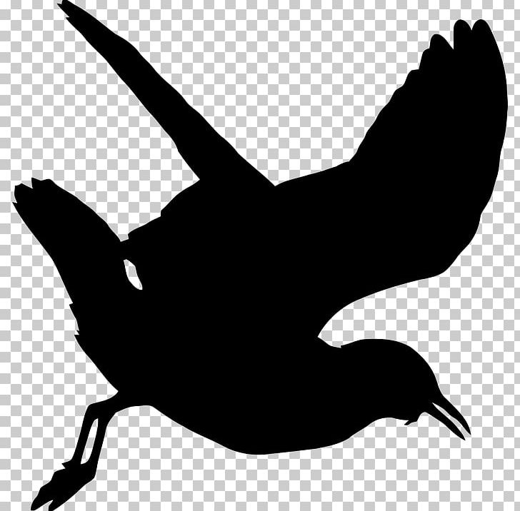 Gulls PNG, Clipart, Animals, Beak, Bird, Black, Black And White Free PNG Download