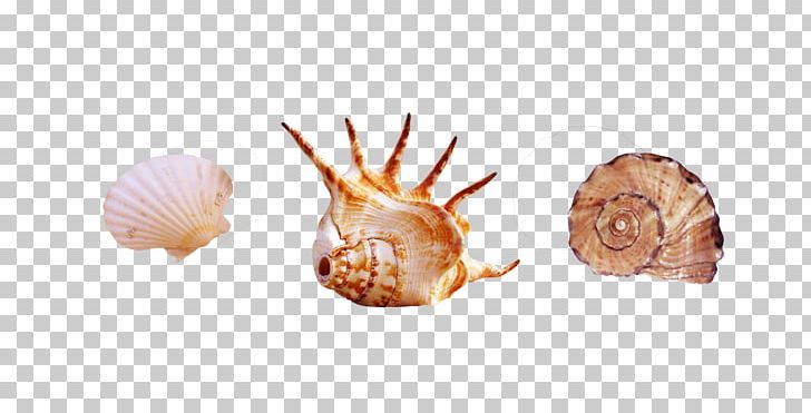 Seashell Photography PNG, Clipart, Animal, Animal Product, Conch, Conchology, Decorative Elements Free PNG Download