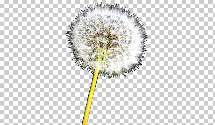 Dandelion Flower Drawing PNG, Clipart, Color, Common Sunflower, Dandelion, Desktop Wallpaper, Drawing Free PNG Download