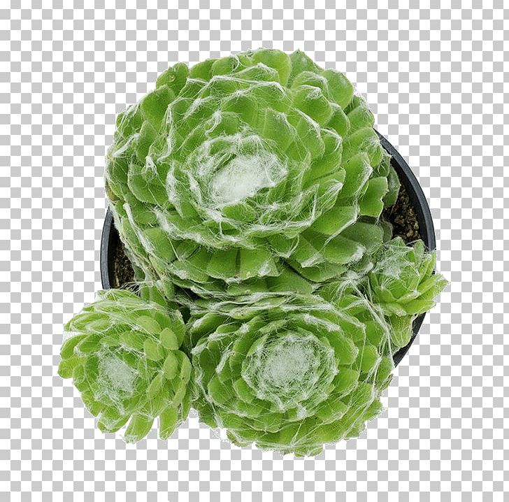 Savoy Cabbage Red Cabbage Vegetable Succulent Plant PNG, Clipart, Brassica Oleracea, Brussels Sprout, Cabbage, Dish, Flowerpot Free PNG Download