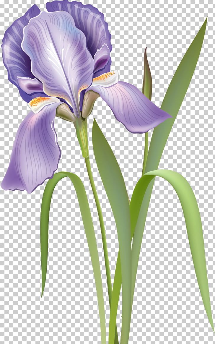 Cut Flowers Iris Versicolor Botanical Illustration PNG, Clipart, Botanical Illustration, Collection, Cut Flowers, Flower, Flowering Plant Free PNG Download