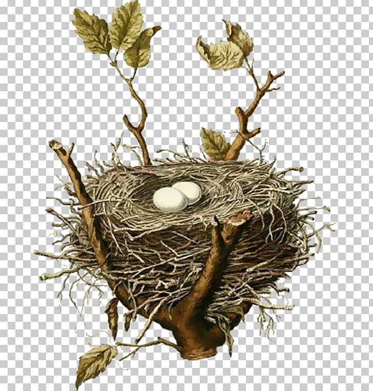 Edible Bird's Nest Bird Nest House Sparrow PNG, Clipart, American Robin, Animals, Bird, Bird Egg, Bird Nest Free PNG Download
