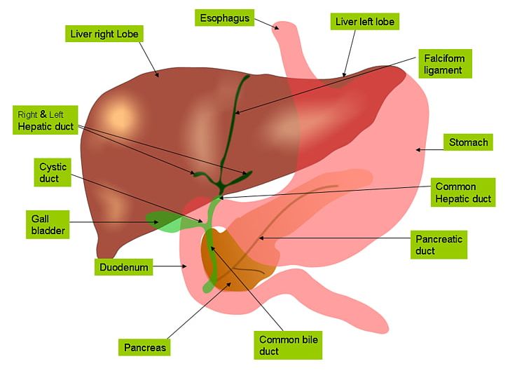 Liver Anatomy Gallbladder Bile Gastrointestinal Tract PNG, Clipart, Anatomy, Angle, Bile, Diagram, Digestion Free PNG Download