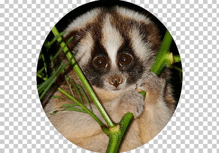 Pygmy Slow Loris Primate Javan Slow Loris Slender Loris PNG, Clipart, Animal, Arboreal, Bornean Orangutan, Endangered Species, Fauna Free PNG Download