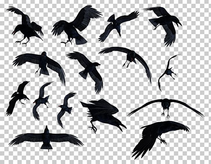 Common Raven Bird PNG, Clipart, Animals, Beak, Billiard, Bird, Black And White Free PNG Download