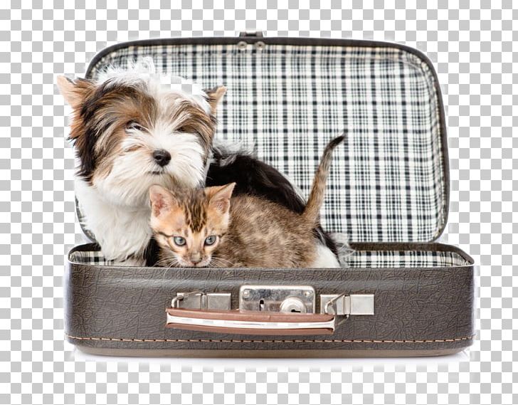 Cute Pet Cats And Dogs PNG, Clipart, Animal, Animal Pictures, Animals, Baggage, Bengal Cat Free PNG Download