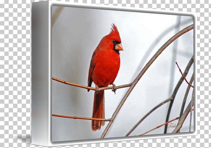 Gallery Wrap Northern Cardinal Canvas Art Red PNG, Clipart, Art, Beak, Bird, Canvas, Cardinal Free PNG Download