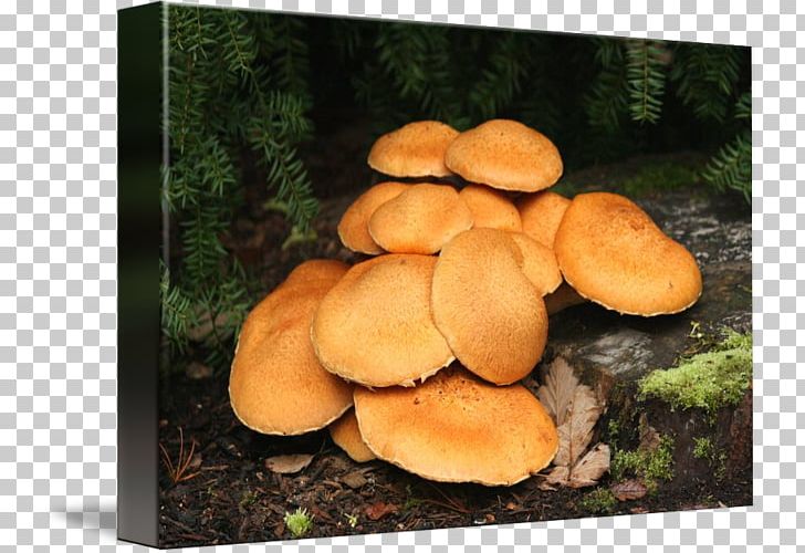 Oyster Mushroom Pleurotus Eryngii Shiitake Medicinal Fungi PNG, Clipart, Agaricomycetes, Edible Mushroom, Fungus, Medicinal Fungi, Medicinal Mushroom Free PNG Download