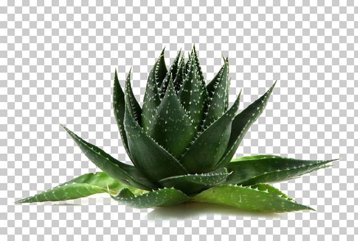 Agave Aloe Vera Flowerpot PNG, Clipart, Acne, Agave, Aloe, Aloe Plant, Aloe Vera Free PNG Download
