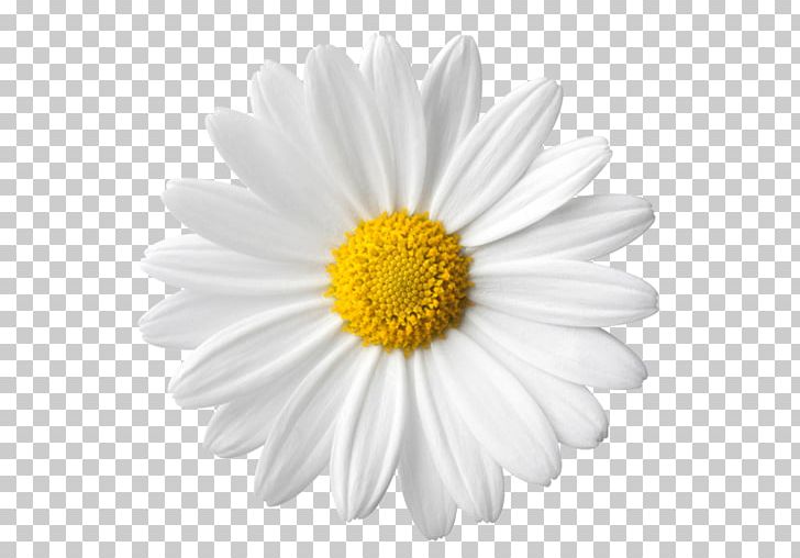 Common Daisy Daisy Family PNG, Clipart, Aster, Chamaemelum Nobile, Chamomile, Chrysanths, Common Daisy Free PNG Download