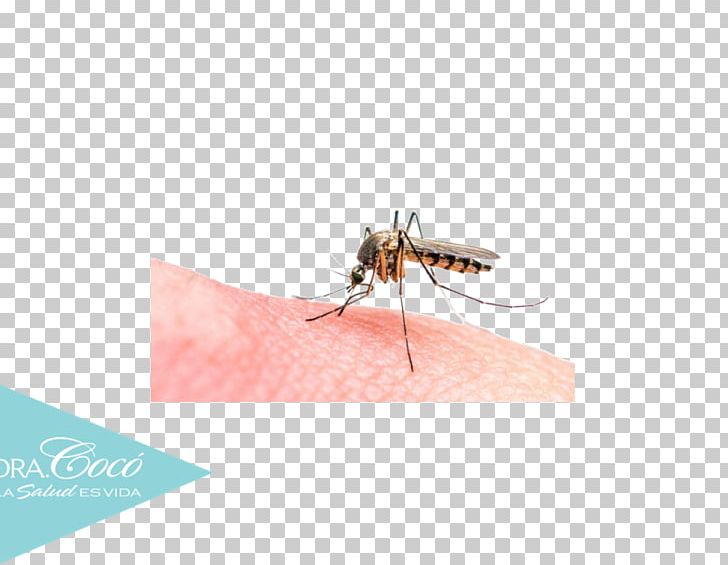 Malaria Parasite Marsh Mosquitoes Parasitism PNG, Clipart, Antiseptic, Arthropod, Dengue, Disease, Fly Free PNG Download