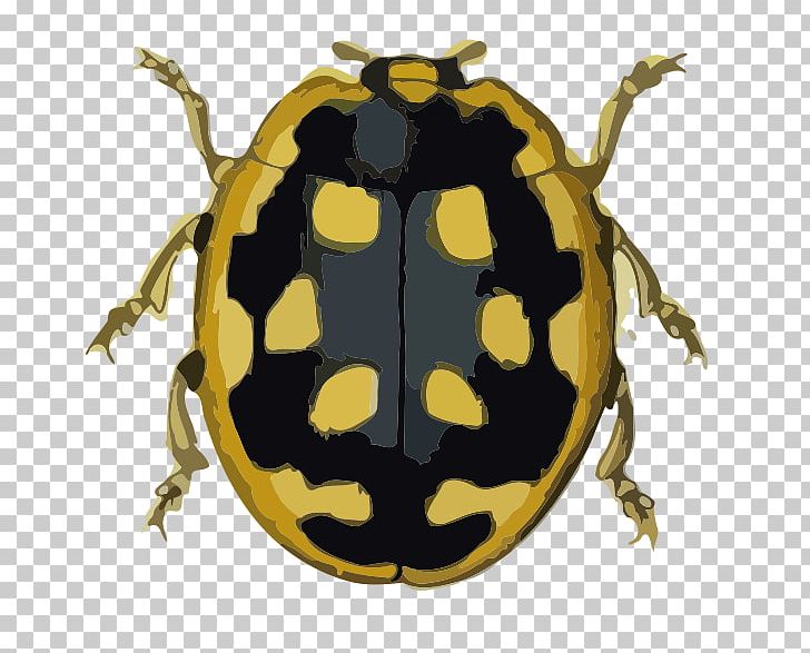 Beetle Graphic Design Coccinella Animal PNG, Clipart, Amphibian, Animal, Animals, Beetle, Coccinella Free PNG Download