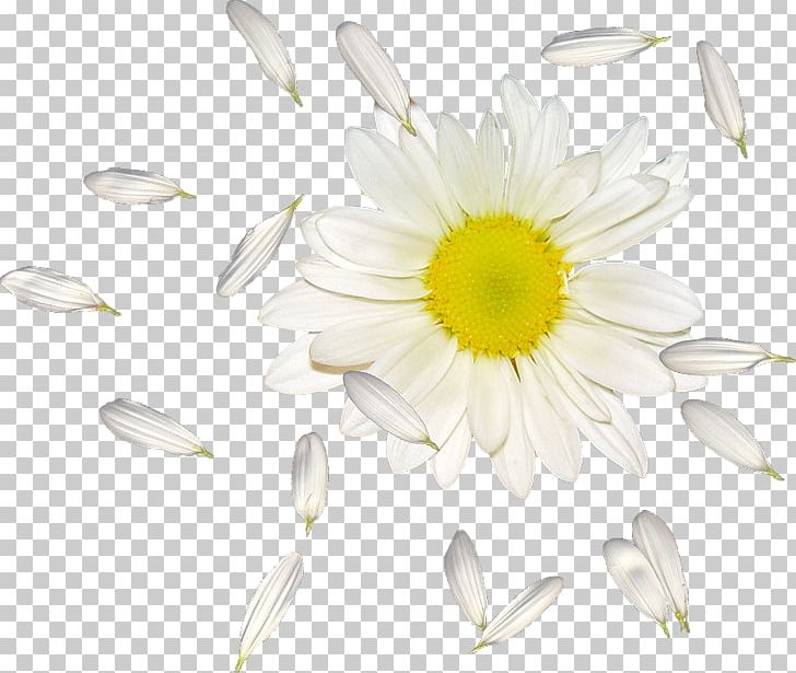 Common Daisy Oxeye Daisy Petal Flower PNG, Clipart, Chrysanths, Common Daisy, Cut Flowers, Daisies, Daisy Free PNG Download