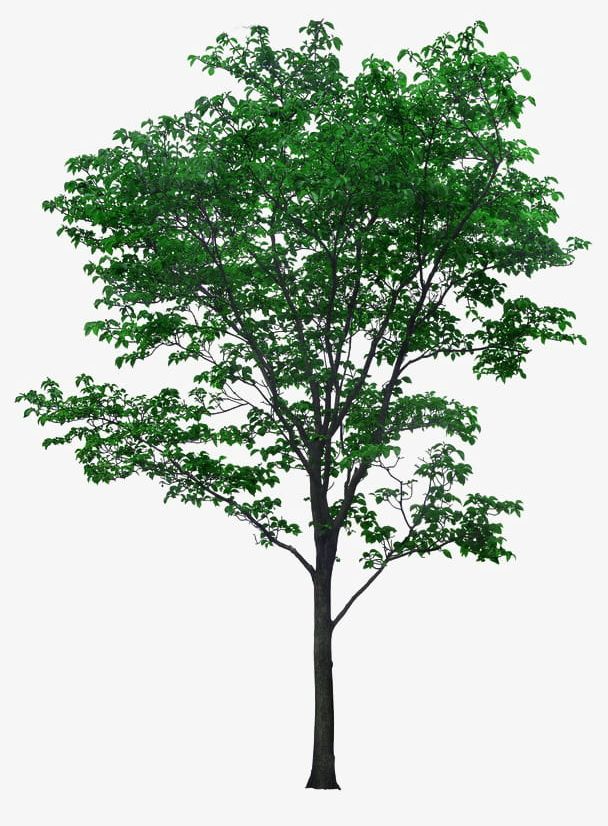 Sub-bite Linden Tree Material PNG, Clipart, Big, Big Tree, Branching, Linden, Linden Clipart Free PNG Download