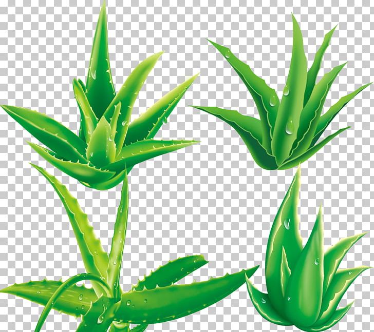 Aloe Vera Plant PNG, Clipart, Adobe Illustrator, Agave, Agave Azul, Aloe, Aloe Vera Pulp 12 0 1 Free PNG Download