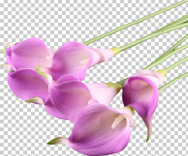 Flower Callalily Purple Arum-lily PNG, Clipart, Art, Arumlily, Callalily, Cut Flowers, Encapsulated Postscript Free PNG Download