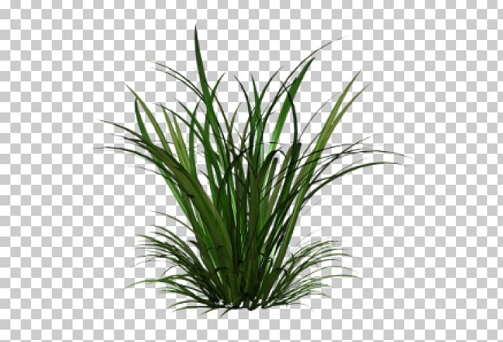 Ornamental Grass Grasses PNG, Clipart, Aquarium Decor, Chrysopogon Zizanioides, Computer Icons, Desktop Wallpaper, Evergreen Free PNG Download