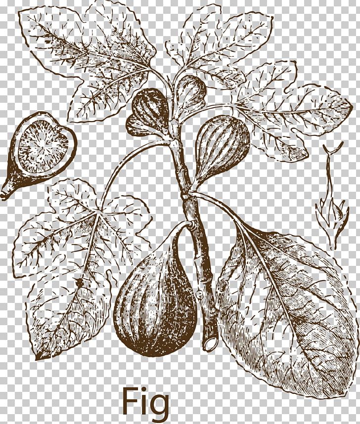 Common Fig Fig Leaf Fruit PNG, Clipart, Black And White, Branch, Chinese, Chinese Herbal Medicine, Chinese Style Free PNG Download