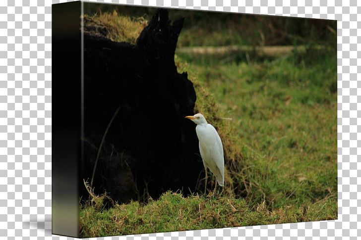 Goat Wildlife Pasture Livestock PNG, Clipart, Cattle Egret, Fauna, Goat, Goats, Grass Free PNG Download