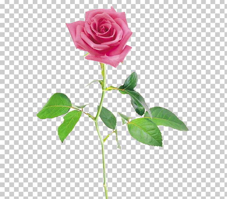 Beach Rose Flower Petal Rosa Chinensis Rosaceae PNG, Clipart, Artificial Flower, Branch, China Rose, Floribunda, Flower Free PNG Download