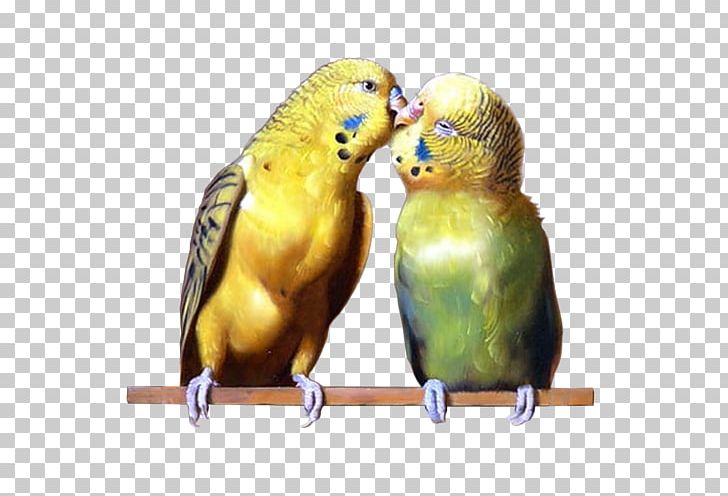 Budgerigar Parrot Parakeet PNG, Clipart, Animal, Animals, Beak, Bird, Budgerigar Free PNG Download