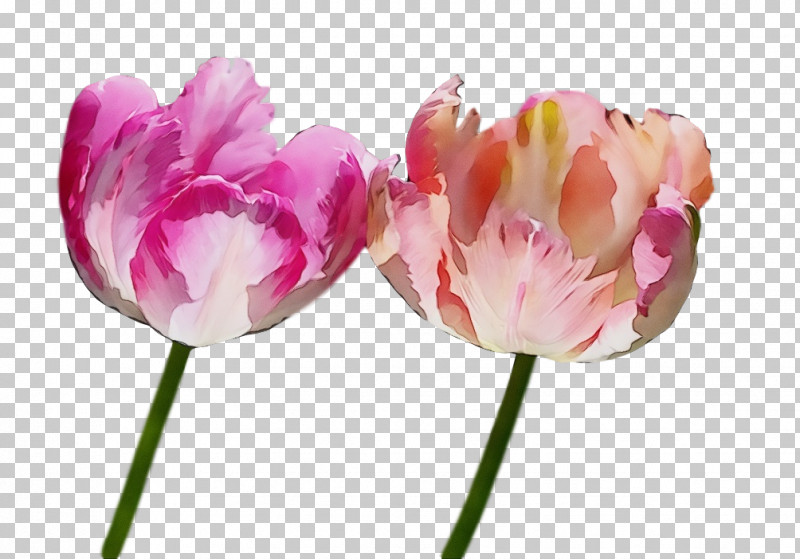 Flower Tulip Petal Pink Plant PNG, Clipart, Cut Flowers, Flower, Flowers, Lily Family, Paint Free PNG Download