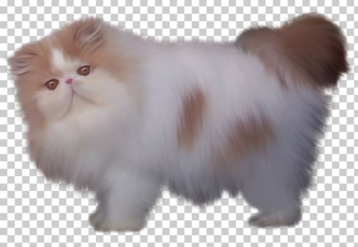 Persian Cat British Semi-longhair Minuet Cat Turkish Angora Siamese Cat PNG, Clipart, Animal, Carnivoran, Cartoon, Cat, Cat Like Mammal Free PNG Download