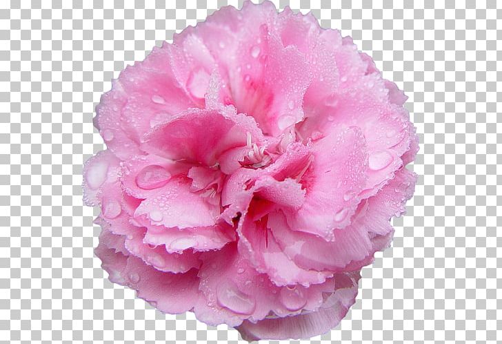 Pink Flowers Rose Carnation Lilium PNG, Clipart, 1800flowers, Arumlily, Azalea, Carnation, Common Sunflower Free PNG Download