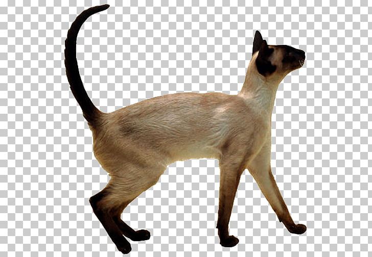 Siamese Cat Thai Cat Balinese Cat Himalayan Cat Oriental Shorthair PNG, Clipart, Animal, Animals, Asian, Balinese, Breed Free PNG Download