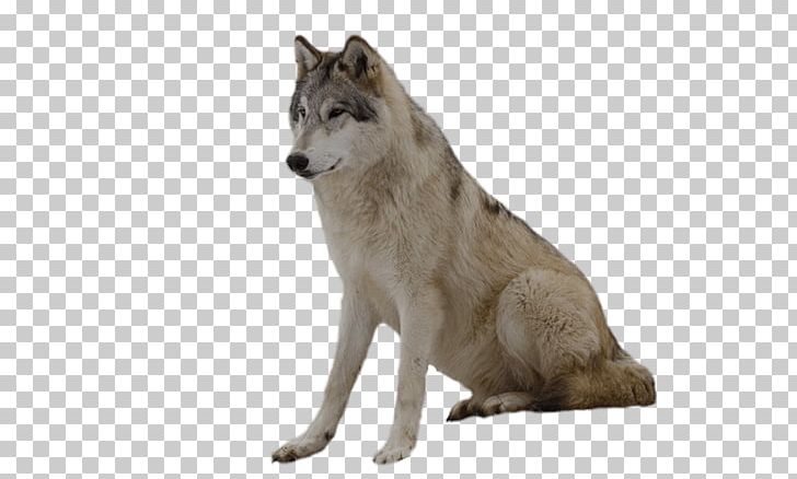Wolfdog Coyote Gray Wolf Fur Wildlife PNG, Clipart, Akitaclub, Animal, Animallover, Animals, Black Wolf Free PNG Download