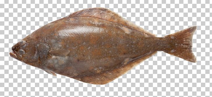 Flounder Sole Atlantic Halibut Fish PNG, Clipart, Alamy, Animals, Atlantic Halibut, Bony Fish, Fish Free PNG Download