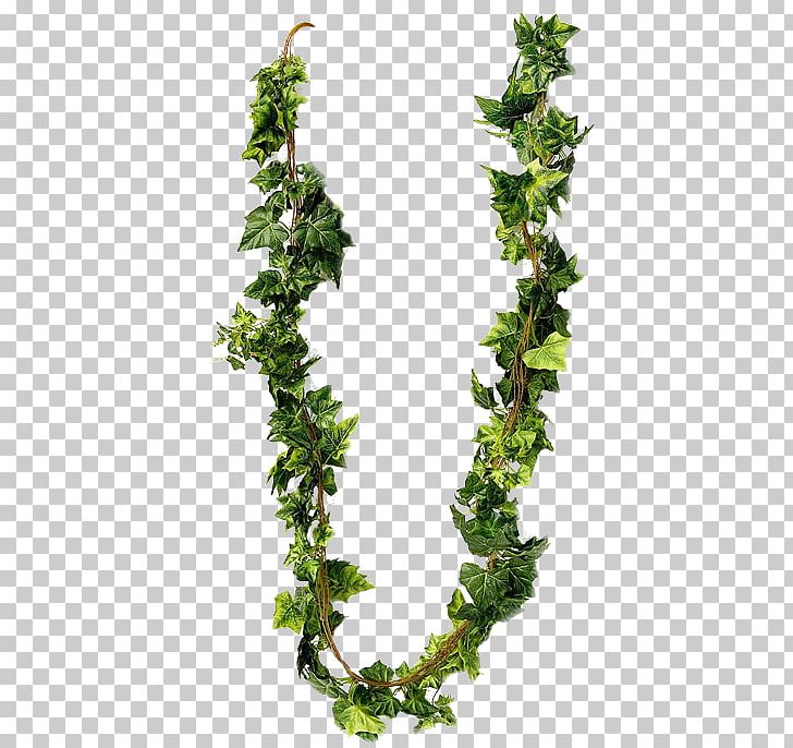 Herb Leaf PNG, Clipart, Branch, Evergreen, Herb, Ivy, Leaf Free PNG Download