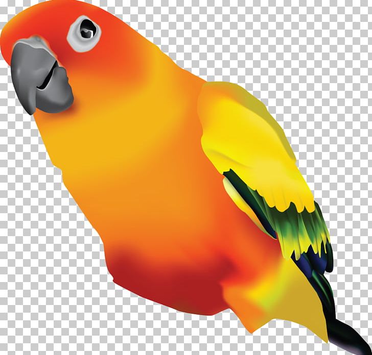 Lovebird PNG, Clipart, Beak, Bird, Blog, Clip Art, Conure Free PNG Download
