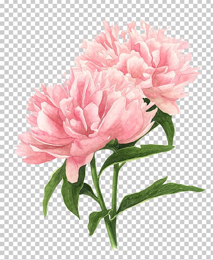 Peony Drawing Watercolor Painting Pink Flowers PNG, Clipart,  Free PNG Download