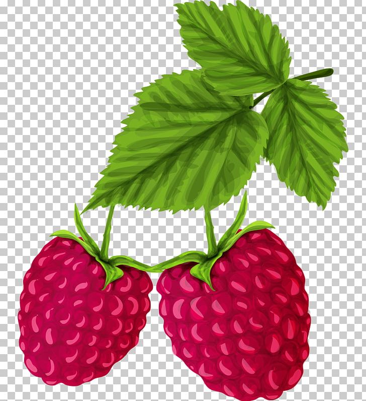 Red Raspberry Drawing PNG, Clipart, Branch, Food, Fruit, Fruit Nut, Frutti Di Bosco Free PNG Download