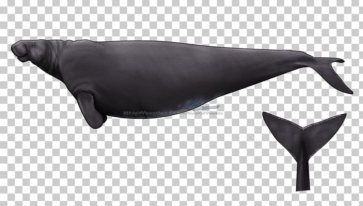 Steller's Sea Cow Sea Cows Steller Sea Lion Dolphin PNG, Clipart, Animal, Animals, Black, Dolphin, Dugong Free PNG Download
