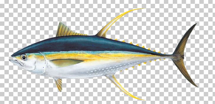 Yellowfin Tuna Poke Albacore Fishing PNG, Clipart, Animals, Atlantic Bluefin Tuna, Bigeye Tuna, Bonito, Bony Fish Free PNG Download