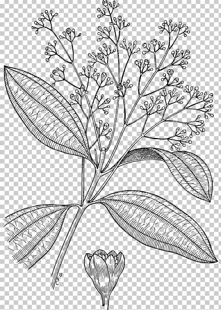 Chinese Cinnamon Condiment PNG, Clipart, Art, Black And White, Branch, Cassia, Chinese Cinnamon Free PNG Download