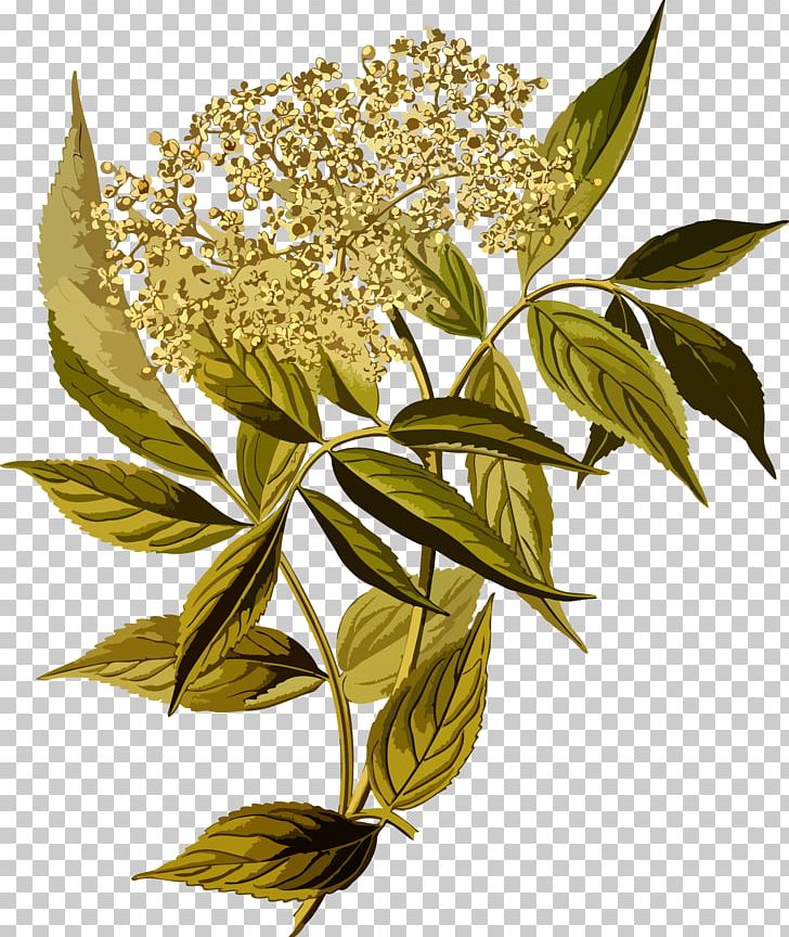 Elderflower Cordial Sambucus Racemosa Tree Shrub PNG, Clipart, Berry, Bez, Black, Branch, Caprifoliaceae Free PNG Download