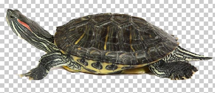 Sea Turtle Reptile Common Snapping Turtle PNG, Clipart, Animal Figure, Box Turtle, Box Turtles, Chelydridae, Common Snapping Turtle Free PNG Download