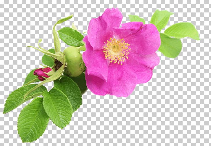 Cabbage Rose Sweet-Brier Garden Roses Dog-rose French Rose PNG, Clipart, Beach Rose, Damask Rose, Dogrose, Essential Oil, Flower Free PNG Download