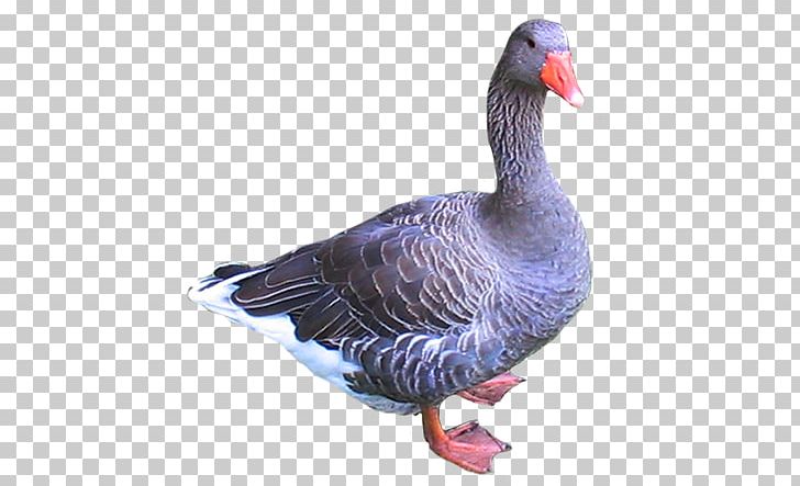 Goose Duck Bird PNG, Clipart, Animals, Beak, Bird, Cygnini, Desktop Wallpaper Free PNG Download
