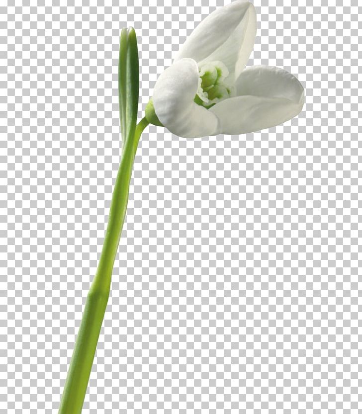 Snowdrop Jonquil Flower PNG, Clipart, Daffodil, Digital Image, Flower, Jonquille, Others Free PNG Download