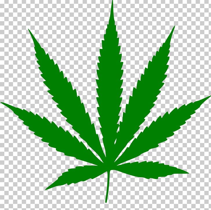 Cannabis Ruderalis Cannabis Sativa Medical Cannabis Legality Of Cannabis PNG, Clipart, 420 Day, Cannabis, Cannabis Cultivation, Cannabis Ruderalis, Cannabis Sativa Free PNG Download