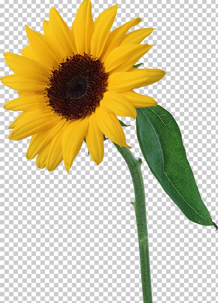 Common Sunflower PNG, Clipart, Annual Plant, Common Sunflower, Computer Icons, Daisy Family, Download Free PNG Download