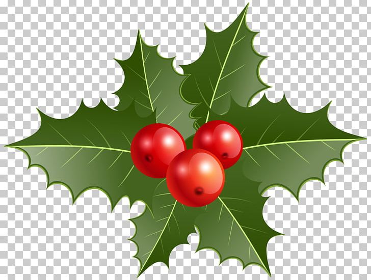 Common Holly Christmas Decoration PNG, Clipart, Aquifoliaceae, Aquifoliales, Berry, Cherry, Christmas Free PNG Download